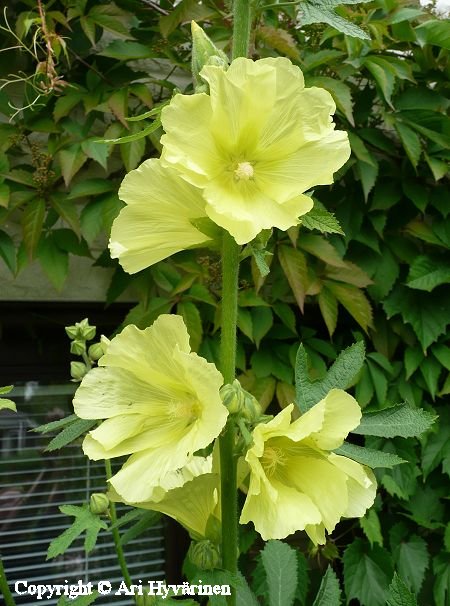 Alcea rugosa, nukkasalkoruusu